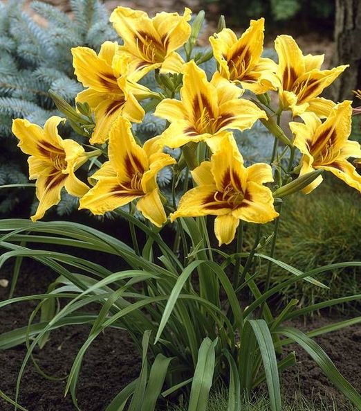 Hemerocallis 'Bonanza'